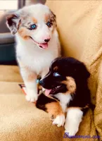Toy Mini Coming Soon Expecting All Colors , a  Miniature Australian Shepherd for sale in Quartzsite, AZ – 7 of 10