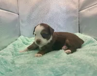Toy Red Tri Blue Eyes , a male Toy Australian Shepherd for sale in Quartzsite, AZ – 5 of 7