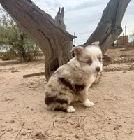 Gorgeous Toy Red Merle Blue Eyes, a female Toy Australian Shepherd for sale in Quartzsite, AZ – 2 of 7