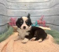 Toy Mini Blue Eyes Black Tri Almond Joy, a female Miniature Australian Shepherd for sale in Quartzsite, AZ – 4 of 9
