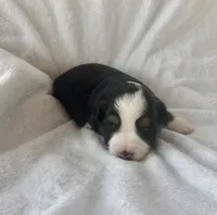 Mini Toy Gorgeous Black Tri Blue Eyes Sweet Tamale, a female Miniature Australian Shepherd for sale in Quartzsite, AZ – 7 of 7