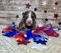 F2B Miniature Blue Merle Stunning , a male Aussiedoodle for sale in Quartzsite, AZ – 3 of 8