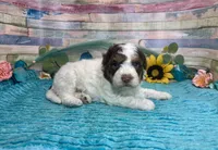 F2B Mini Red Tri Parti , a male Aussiedoodle for sale in Quartzsite, AZ – 6 of 10