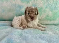 F2B Red Merle Phantom Parti Mini , a male Poodle - Miniature  and Miniature Aussiedoodle for sale in Quartzsite, AZ – 6 of 7