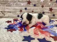 Mini F2B Black White Parti , a male Aussiedoodle for sale in Quartzsite, AZ – 7 of 9