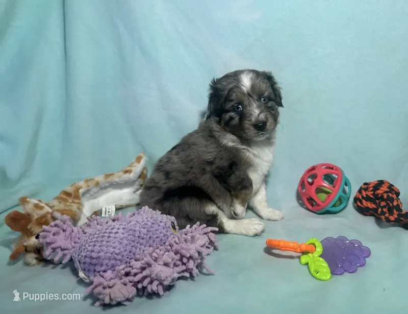 Toy Blue Merle Blue Eyes – Miniature American Shepherd, Miniature Aussiedoodle puppy for sale in Quartzsite, AZ