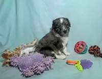 Toy Blue Merle Blue Eyes, a male Miniature American Shepherd and Miniature Aussiedoodle for sale in Quartzsite, AZ – 1 of 8