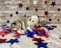 Toy Mini F1 Red Merle Parti , a female Miniature Aussiedoodle for sale in Quartzsite, AZ – 2 of 9