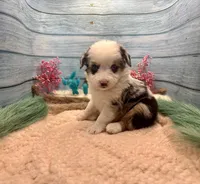 Toy Mini Blue Merle Blue Eyes Baby Ruth, a female Miniature Australian Shepherd for sale in Quartzsite, AZ – 9 of 10