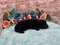 Toy Mini Solid Black F1 Mesa, a female Miniature Aussiedoodle for sale in Quartzsite, AZ – 3 of 5