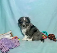 Toy Mini Blue Merle Stunning , a male Miniature Australian Shepherd and Toy Australian Shepherd for sale in Quartzsite, AZ – 8 of 10