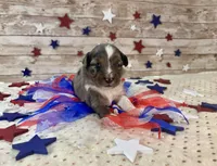 F1 Toy Mini Blue Merle Stunning , a male Miniature Aussiedoodle for sale in Quartzsite, AZ – 3 of 10