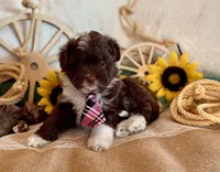 Toy Mini Aussiedoodle F1 Coming Soon All Colors, a  Miniature Aussiedoodle for sale in Quartzsite, AZ – 7 of 10