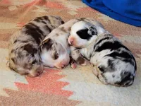 Toy Mini Coming Soon Expecting All Colors , a  Miniature Australian Shepherd for sale in Quartzsite, AZ – 2 of 10
