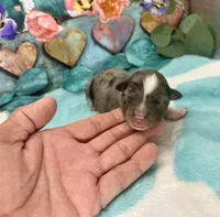 F1 Toy Mini Blue Merle Biscuits N Gravy , a male Miniature Aussiedoodle for sale in Quartzsite, AZ – 3 of 5