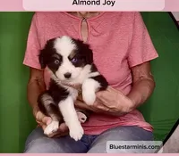 Toy Black Tri with Blue Eyes, a female Toy Australian Shepherd for sale in Quartzsite, AZ – 3 of 6