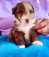 F2B Toy Mini Coming Soon All Colors, a  Miniature Aussiedoodle for sale in Quartzsite, AZ – 7 of 10
