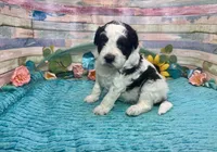 F2B Miniature Black White Parti Stunning, a male Aussiedoodle for sale in Quartzsite, AZ – 4 of 10