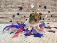 Miniature F2B Red Merle Parti, a male Aussiedoodle for sale in Quartzsite, AZ – 5 of 10