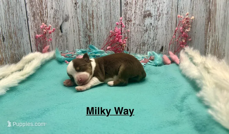 Toy Mini Red Tri Milky Way – Miniature Australian Shepherd puppy for sale in Quartzsite, AZ
