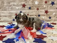F1 Toy Mini Blue Merle Stunning , a male Miniature Aussiedoodle for sale in Quartzsite, AZ – 1 of 10