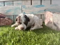 Toy Mini F2B Red Tri Parti, a male Poodle - Miniature  and Miniature Aussiedoodle for sale in Quartzsite, AZ – 5 of 7