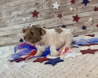 Miniature F2B Red Merle Parti, a male Aussiedoodle for sale in Quartzsite, AZ – 9 of 10