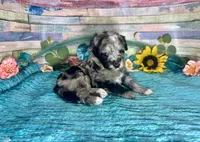 F2B Miniature Blue Merle Sweetheart, a female Aussiedoodle for sale in Quartzsite, AZ – 7 of 10