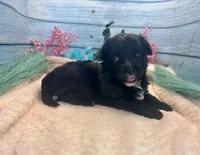Toy Mini F1 Black and White Tuxedo Bi Tempe, a female Miniature Aussiedoodle for sale in Quartzsite, AZ – 3 of 9