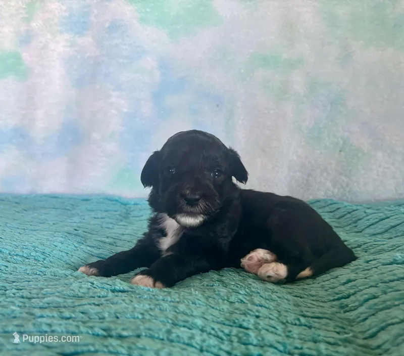 Toy Mini Plum Black Bi F1B 