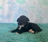 Toy Mini Plum Black Bi F1B , a male Miniature Aussiedoodle for sale in Quartzsite, AZ – Photo 1 of 8