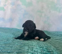 Toy Mini Plum Black Bi F1B , a male Miniature Aussiedoodle for sale in Quartzsite, AZ – Photo 7 of 8
