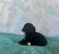 Toy Mini Plum Black Bi F1B , a male Miniature Aussiedoodle for sale in Quartzsite, AZ – Photo 3 of 8
