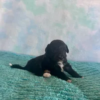 Toy Mini Plum Black Bi F1B , a male Miniature Aussiedoodle for sale in Quartzsite, AZ – Photo 2 of 8