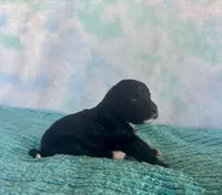 Toy Mini Plum Black Bi F1B , a male Miniature Aussiedoodle for sale in Quartzsite, AZ – Photo 6 of 8