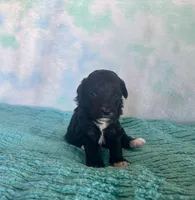 Toy Mini Plum Black Bi F1B , a male Miniature Aussiedoodle for sale in Quartzsite, AZ – Photo 4 of 8