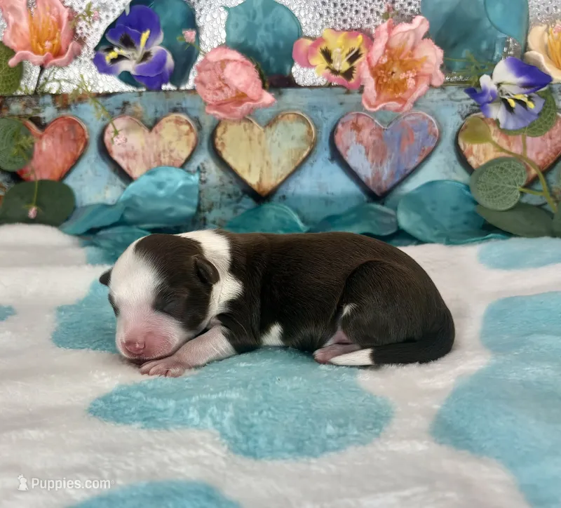F1 Toy Mini Waffles Red Tri  – Miniature Aussiedoodle puppy for sale in Quartzsite, AZ