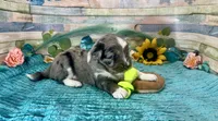 F1 Toy Mini Blue Merle , a male Miniature Aussiedoodle for sale in Quartzsite, AZ – 4 of 10