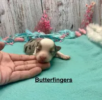 Toy Mini Blue Merle Butterfingers, a female Miniature Australian Shepherd for sale in Quartzsite, AZ – 3 of 5