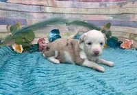 Toy Mini F1 Red Merle Parti , a female Miniature Aussiedoodle for sale in Quartzsite, AZ – 9 of 10