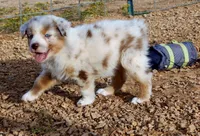 Coming Soon Expecting All Colors , a  Miniature Australian Shepherd and Miniature American Shepherd for sale in Quartzsite, AZ – 2 of 10