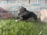 Toy Mini F2B Blue Merle , a female Poodle - Miniature  and Miniature Aussiedoodle for sale in Quartzsite, AZ – 5 of 6