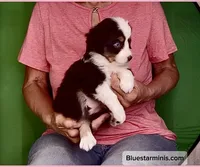 Toy Black Tri with Blue Eyes, a female Toy Australian Shepherd for sale in Quartzsite, AZ – 4 of 6