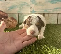 Toy Mini F2B Red Tri Parti, a male Poodle - Miniature  and Miniature Aussiedoodle for sale in Quartzsite, AZ – 3 of 7