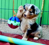 Toy Mini Coming Soon Expecting All Colors , a  Miniature Australian Shepherd for sale in Quartzsite, AZ – 8 of 10