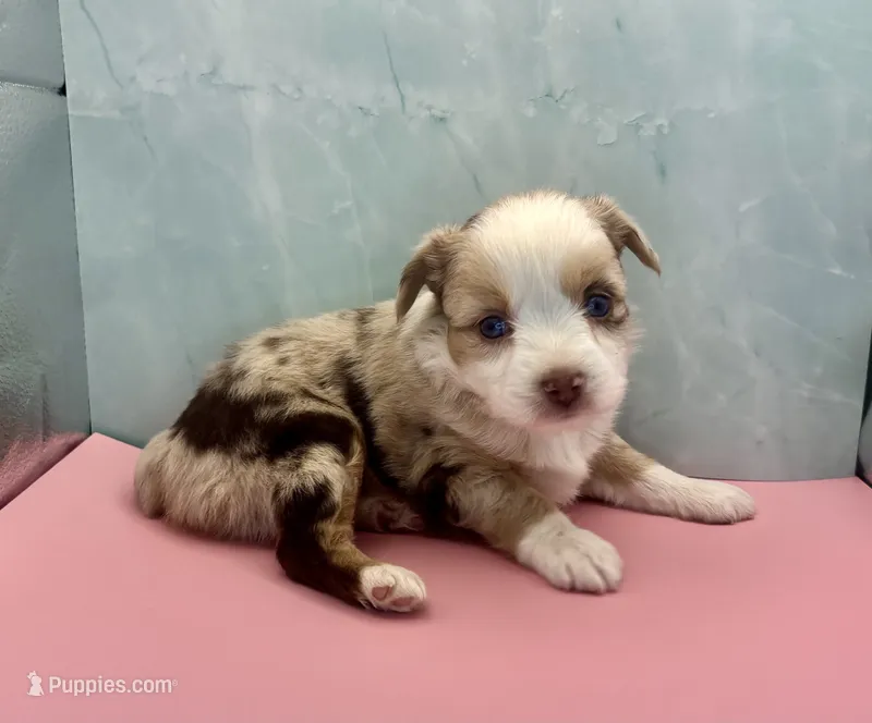 Toy Mini Red Merle Blue Eye  – Miniature Australian Shepherd puppy for sale in Quartzsite, AZ