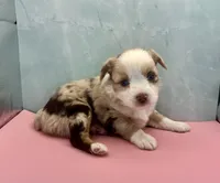Toy Mini Red Merle Blue Eye , a female Miniature Australian Shepherd for sale in Quartzsite, AZ – 1 of 5