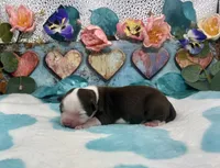 Toy Mini F1 Red and White Bi Pancakes, a male Miniature Aussiedoodle for sale in Quartzsite, AZ – 2 of 5