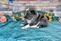 F1 Toy Mini Blue Merle , a male Miniature Aussiedoodle for sale in Quartzsite, AZ – 5 of 10