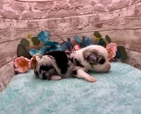 Toy Mini Blue Merle Baby Ruth Blue Eyes, a female Miniature Australian Shepherd for sale in Quartzsite, AZ – 8 of 10